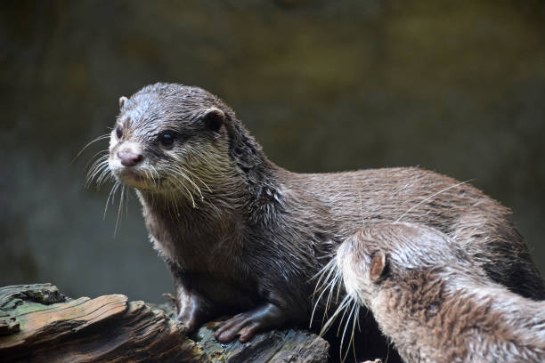 istock Close-Up Of Otters On Wood 917800498
