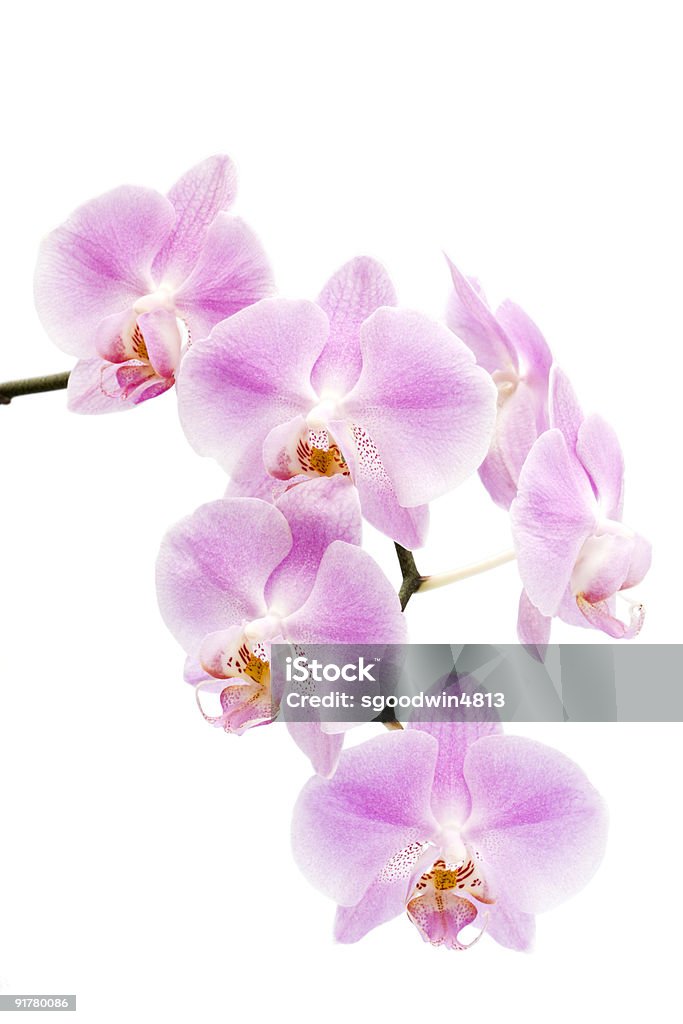 Storczyk Phalaenopsis kwiaty z hybrid - Zbiór zdjęć royalty-free (Bez ludzi)