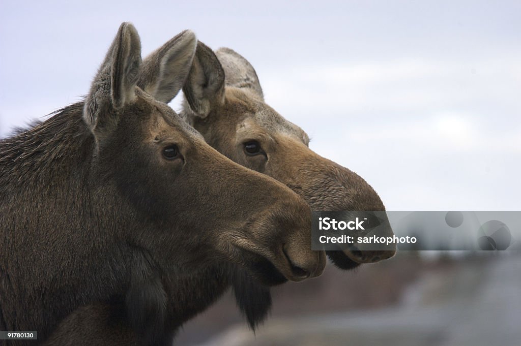 Two Moose - Foto de stock de Parque Nacional Denali libre de derechos