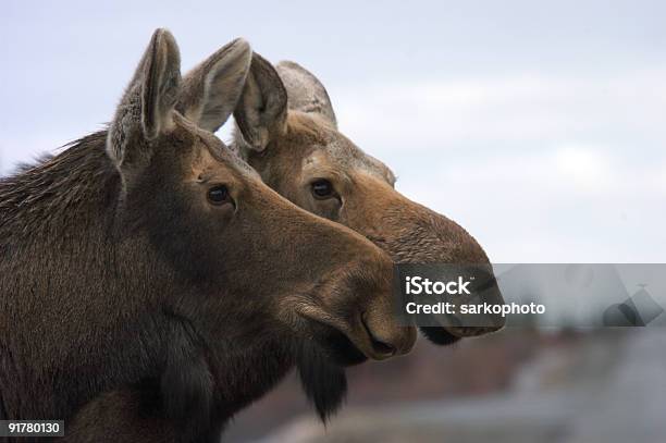 Two Moose Foto de stock y más banco de imágenes de Parque Nacional Denali - Parque Nacional Denali, Aire libre, Alaska - Estado de los EE. UU.