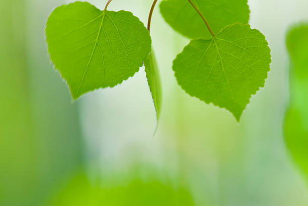 Aspen Leaves with Blurred Background stock photo