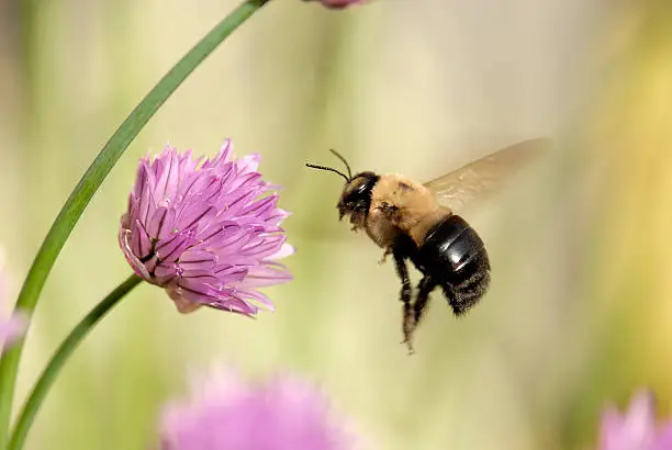 Photo of Flight of a Bumble Bee