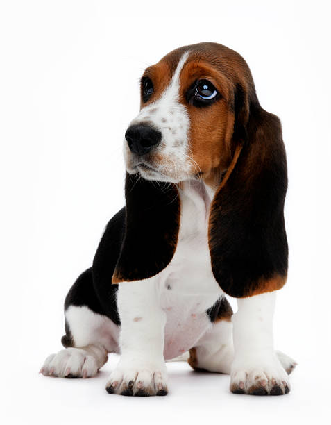 carino basset hound cucciolo - basset hound foto e immagini stock