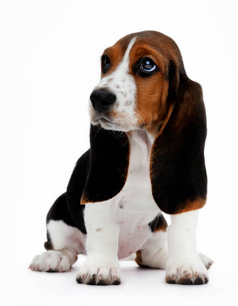 Cute Basset hound puppy Cute basset hound puppy sitting basset hound stock pictures, royalty-free photos & images