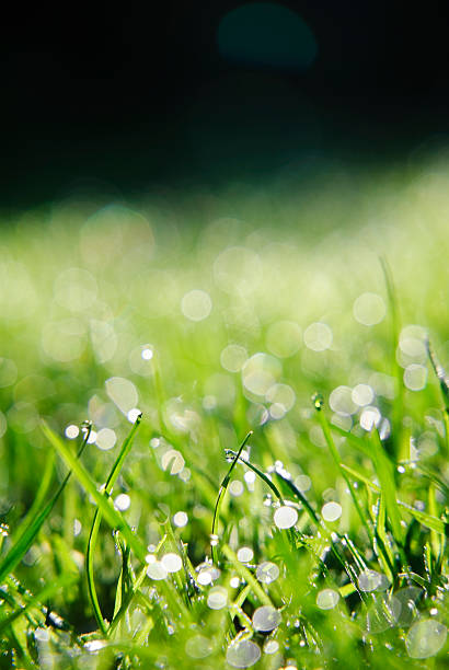 Grass with dew drops stock photo