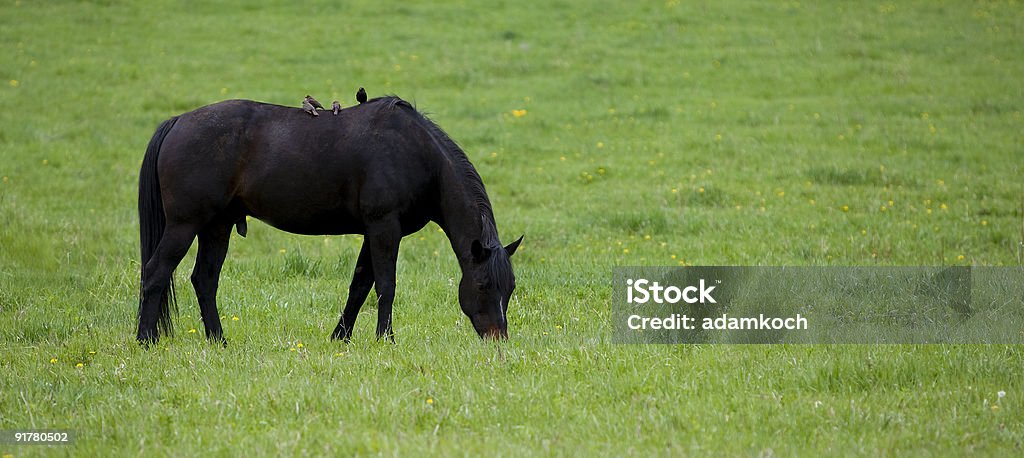 free ride A horse grazes in an open field in the Colorado Rockies and four birds catch a free ride on its back. Colorado Stock Photo
