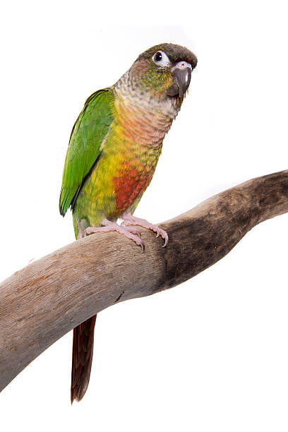 istock Conure, Green Cheeked, Yellow Sided, isolated on white 91780504
