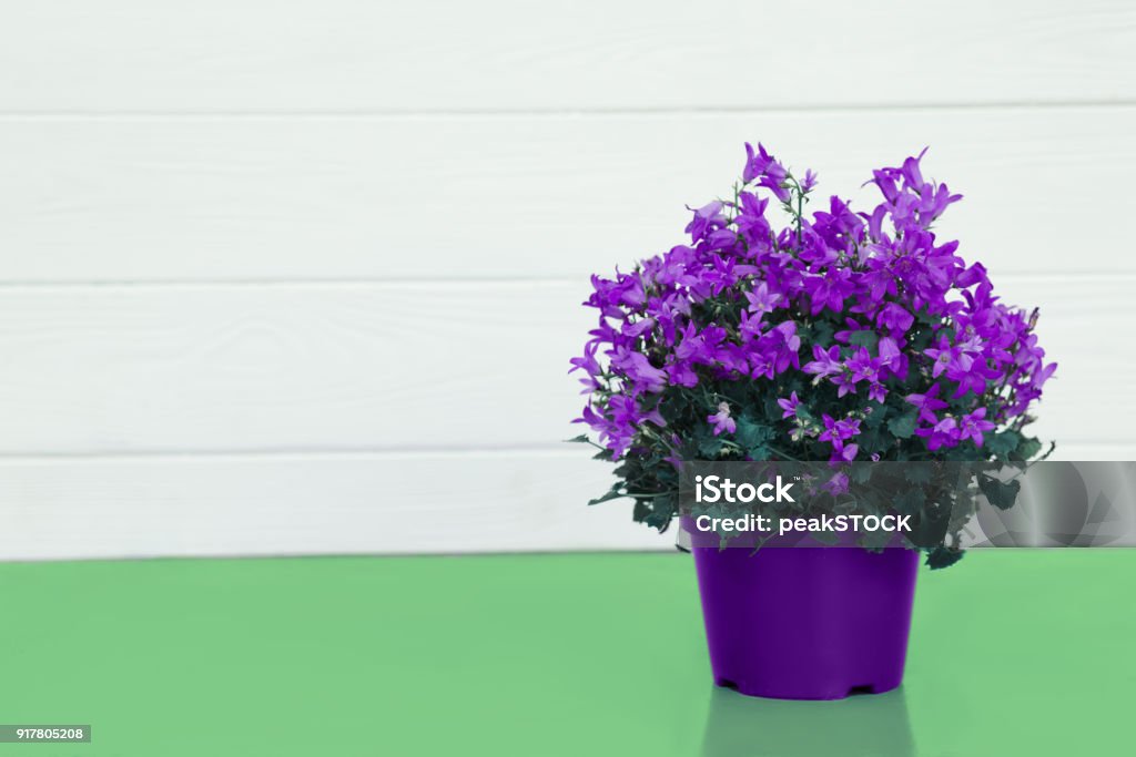Photo libre de droit de Fleur Violette Dans Un Pot Sur Une Table Turquoise  banque d'images et plus d'images libres de droit de Arbre en fleurs - Arbre  en fleurs, Beauté, Blanc -