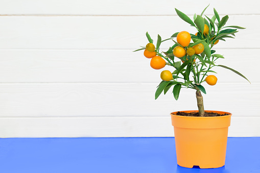 orange tree in a pot