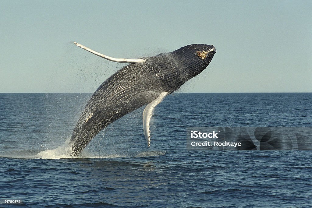 Whale Breaching in Open Water  Maine Stock Photo