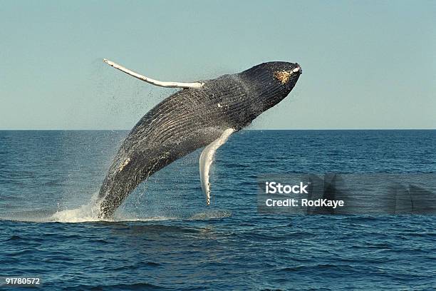 Whale Breaching In Open Water Stock Photo - Download Image Now - Maine, Coastline, Whale