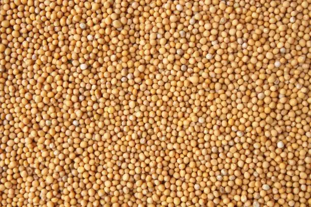 Photo of Mustard seeds