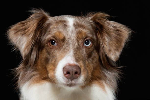 istock Portrait of an Australian Shepherd 917806554