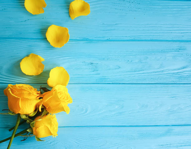 istock yellow rose on blue wooden, place for text 917806614