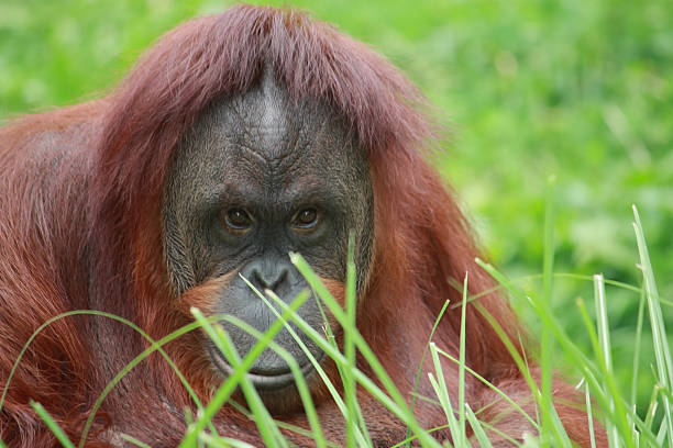 Orangutan Looking at the Camera stock photo