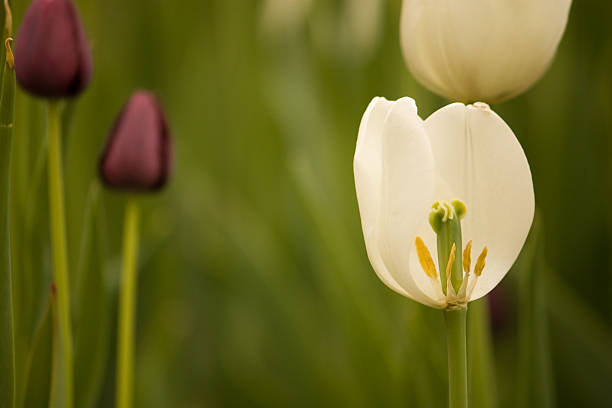 The Open Tulip stock photo