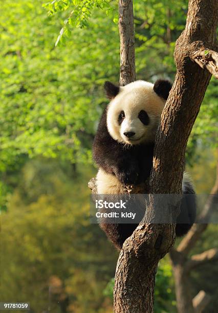 Słodkie Panda Młode - zdjęcia stockowe i więcej obrazów Panda - Panda, Fajny, Pekin