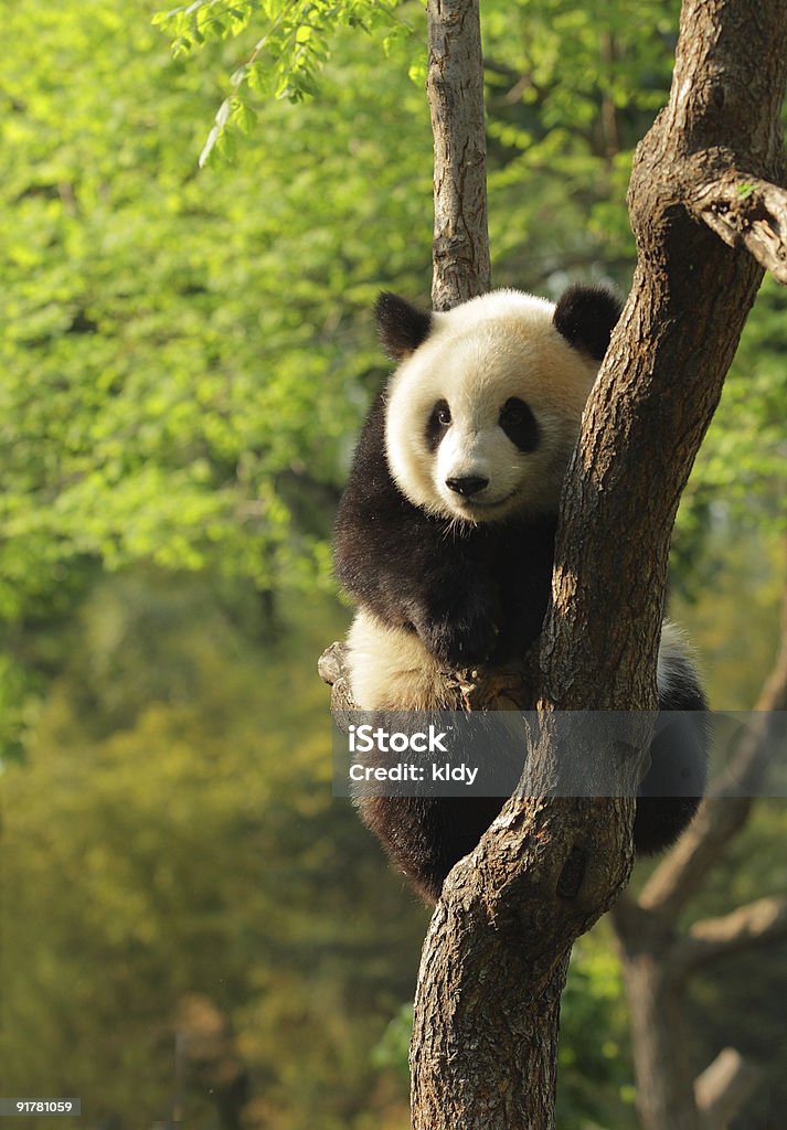 Filhote de panda fofa - Foto de stock de Panda - Mamífero de quatro patas royalty-free