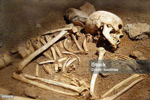 人骨 - 骸骨のストックフォトや画像を多数ご用意 - 骸骨, 考古学, 人間の骨格