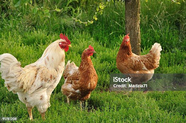 Família De Galinha - Fotografias de stock e mais imagens de Galinha - Ave doméstica - Galinha - Ave doméstica, Três animais, Agricultura