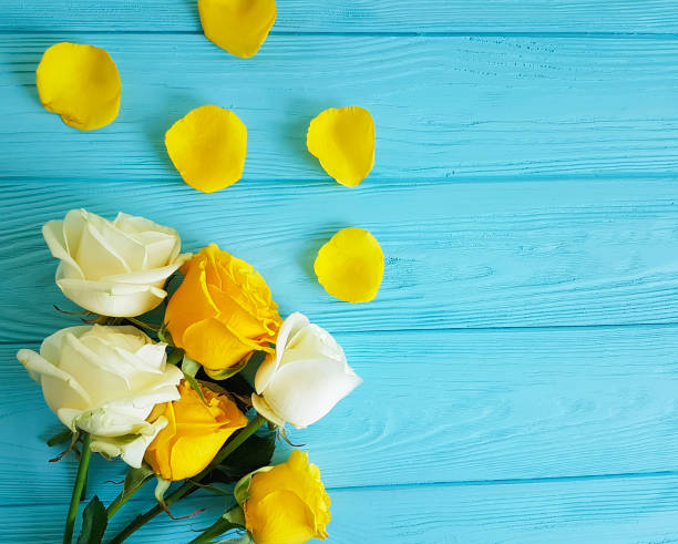 istock yellow rose on blue wooden, place for text 917812110