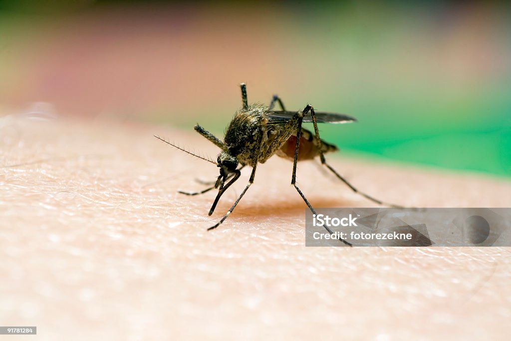 Mosquito chupar sangre. - Foto de stock de Ala de animal libre de derechos