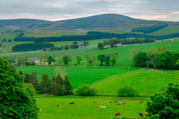 istock Beautiful Scottish Green Landscape 917813536