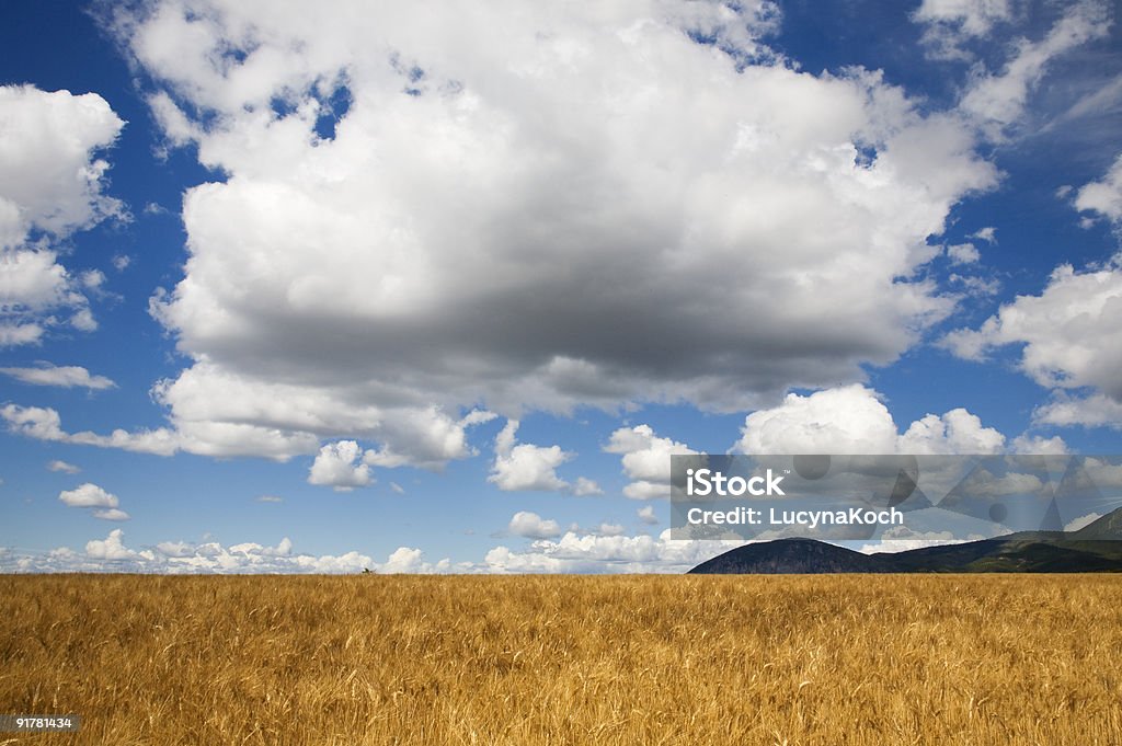 Reifes Kornfeld - Lizenzfrei Blau Stock-Foto