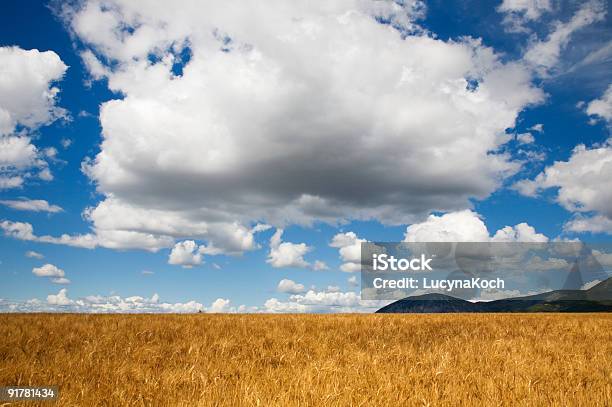 Reifes Kornfeld Stockfoto und mehr Bilder von Blau - Blau, Farbbild, Feld