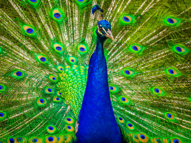 istock Close-Up Of Peacock Feathers 917814876