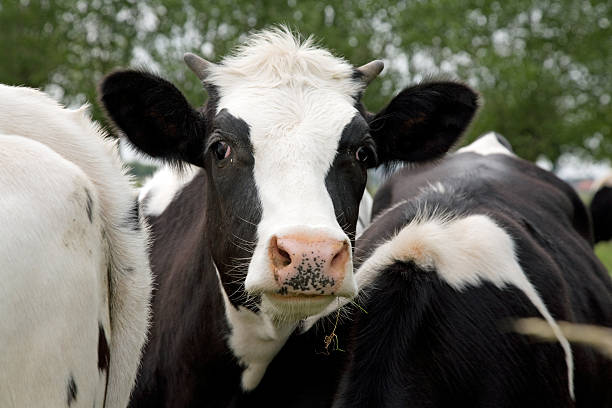 istock Young black and white cows in a meadow 91781545