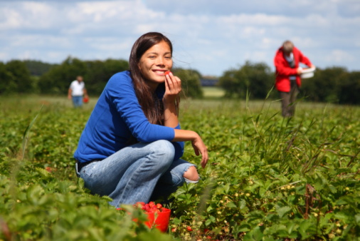 Beautiful xwoman eating a strawberry while gathering strawberries on a farm in Denmark.