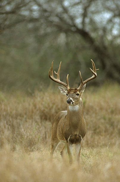 Big White-tailed Buck stock photo
