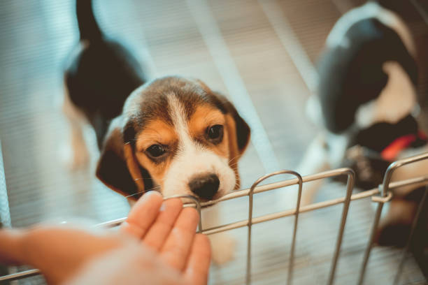 istock Close-Up Of Hand By Puppy 917817624