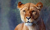 Close up of a lionesses watchful face