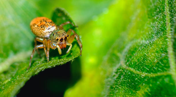 istock Close-Up Of Spider On Leaf 917819756