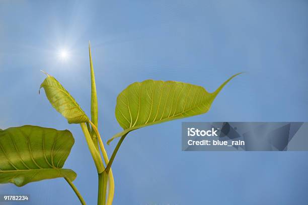 New Sprout Stock Photo - Download Image Now - Blue, Branch - Plant Part, Bud