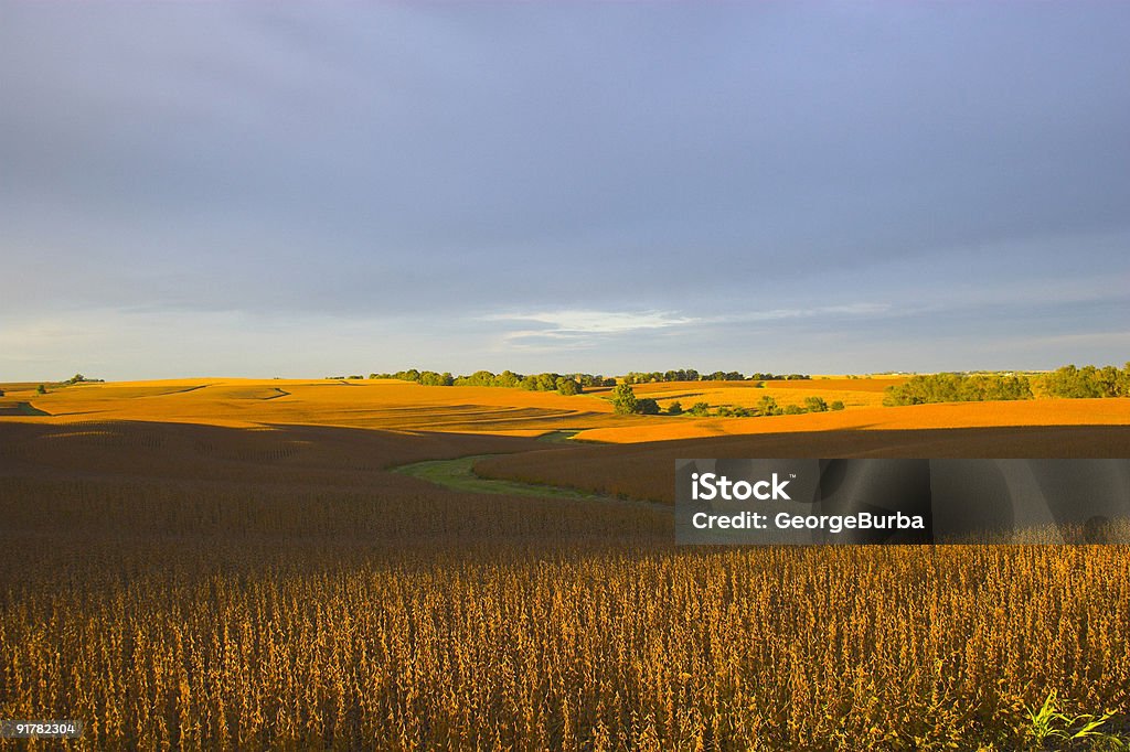 La cosecha - Foto de stock de Nebraska libre de derechos