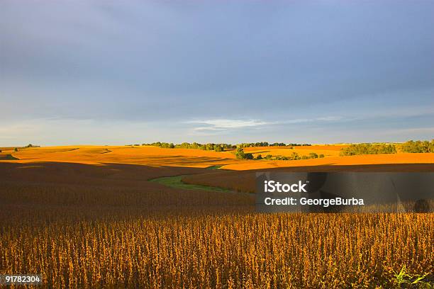 Photo libre de droit de Récolte Des Temps banque d'images et plus d'images libres de droit de Automne - Automne, Nebraska, Agriculture
