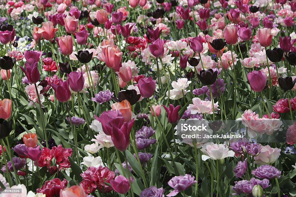 Feld mit blühenden bunten Tulpen - Lizenzfrei Baumblüte Stock-Foto