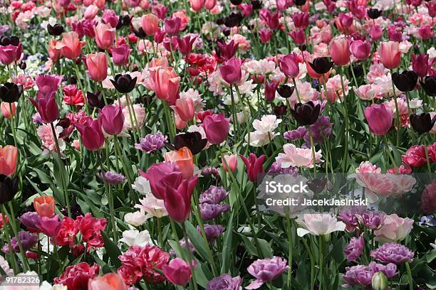 Feld Mit Blühenden Bunten Tulpen Stockfoto und mehr Bilder von Baumblüte - Baumblüte, Bildhintergrund, Blatt - Pflanzenbestandteile