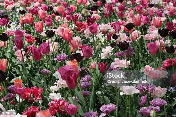 Tulipanes Coloridos Campo De Flor Abriéndose Foto de stock y más banco de imágenes de Aire libre - Aire libre, Belleza, Belleza de la naturaleza