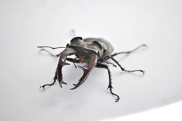 Cтоковое фото Жук-олень, Lucanus cervus, мужской подчелюстные