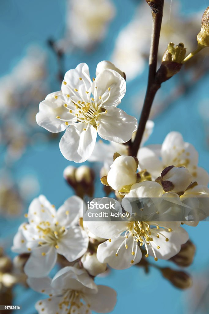 Primavera flores de cereja - Foto de stock de Aromaterapia royalty-free