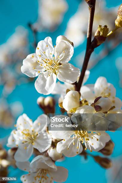 Foto de Primavera Flores De Cereja e mais fotos de stock de Aromaterapia - Aromaterapia, Azul, Beleza