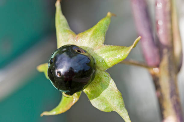 The belladonna also called atropa belladonna belong to the family Solanaceae
