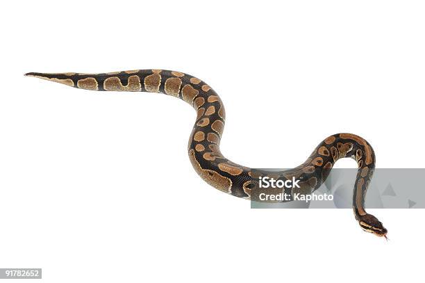 공 Python 뱀에 대한 스톡 사진 및 기타 이미지 - 뱀, 비단뱀, 컷아웃