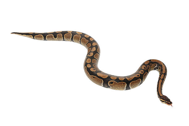 Ball Python stock photo