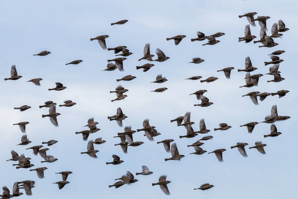 istock Flock of wild sparrow. Passer montanus. 917826570