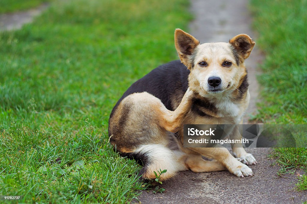 Hunde posieren im Freien - Lizenzfrei Kratzen Stock-Foto